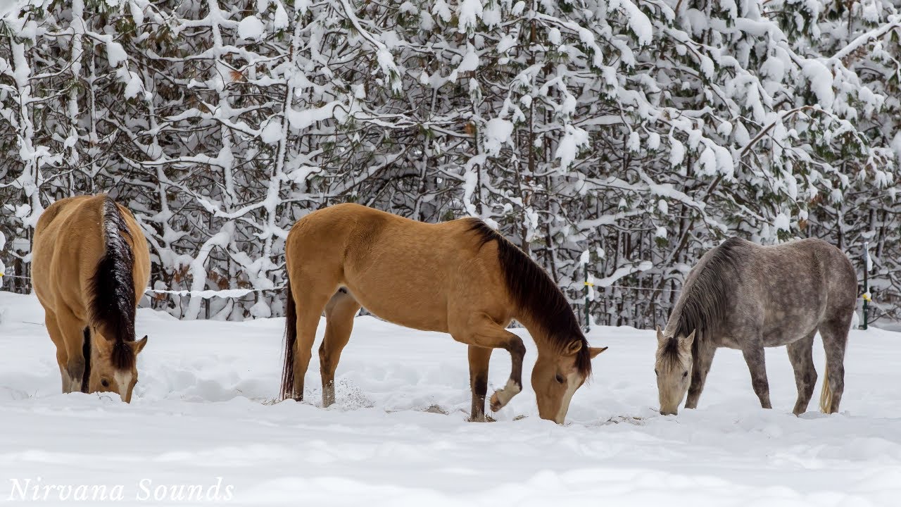 COUNTRYSIDE Snow Horses 4K High Definition Scenery Video ♡ Fly over the Countryside Scenic Video