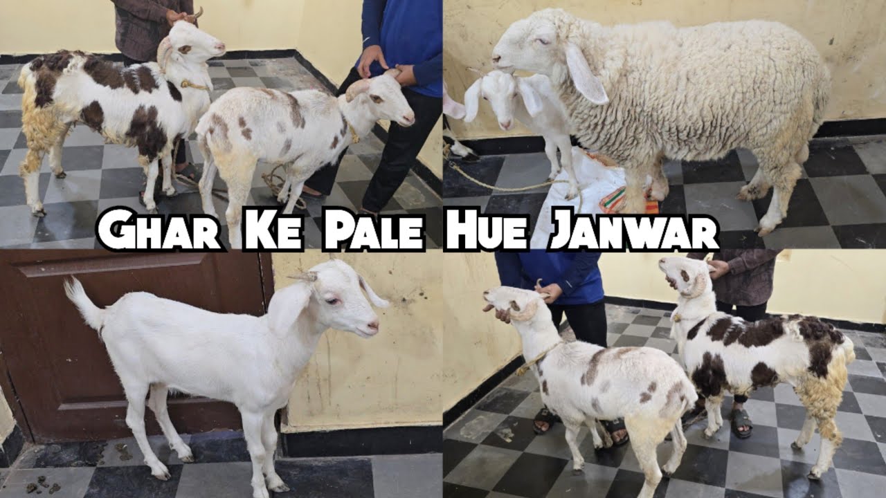 Ghar Ke Pale Hue Bakre Malwa & Guntur Mende | Hyderabadi Bakra available in Hyderabad