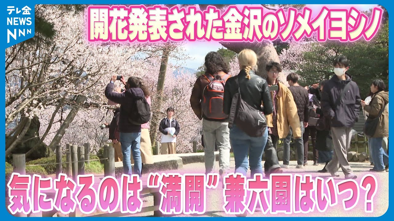 【兼六園はいつ？】気になるのは“満開”　開花発表された金沢のソメイヨシノ　サクラの名所