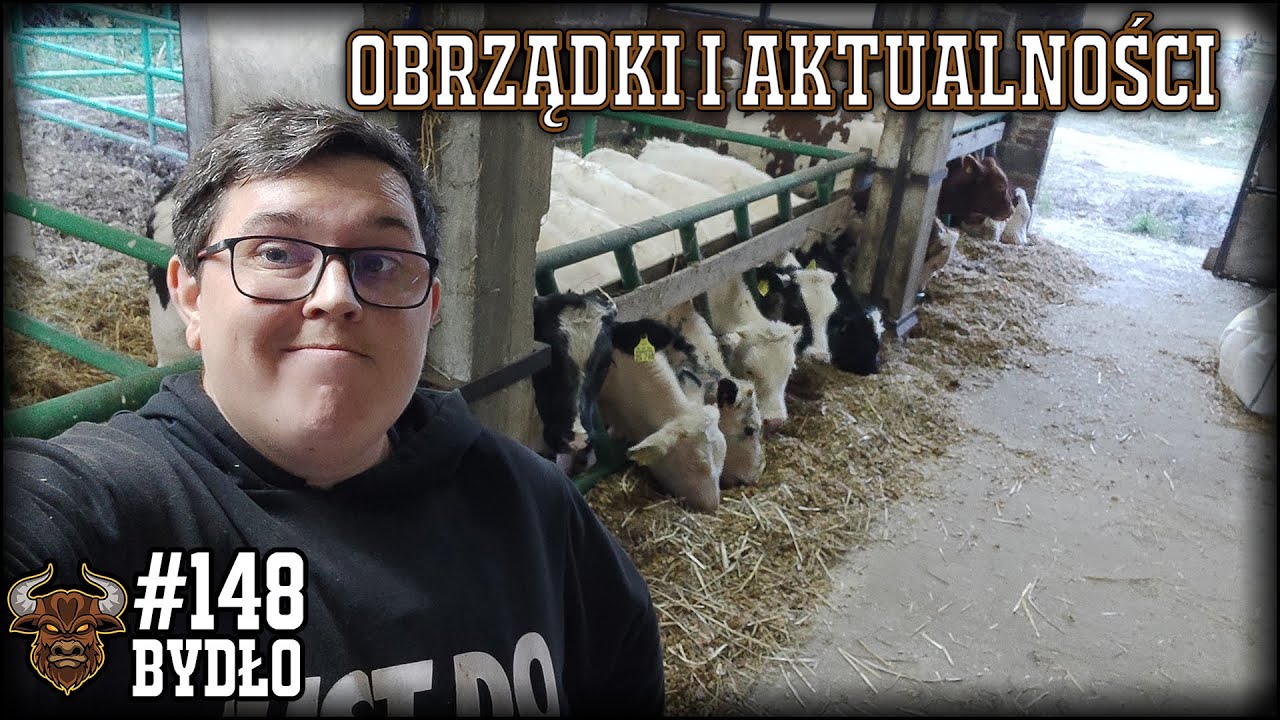 #148 Bydło opasowe - Obrządki u byków, aktualności ze stada i gospodarstwa. Powoli realizujemy plany