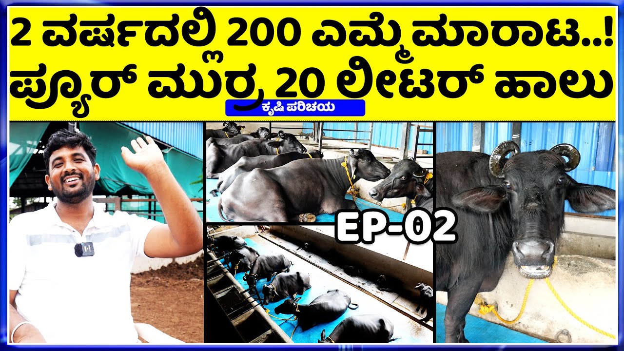 ಎಮ್ಮೆಗಳ  ಬೆಲೆ..? ರೈತರಿಗೆ ಪ್ರತಿಯೊಂದು ಮಾಹಿತಿ || Murrah Buffalo Panduranga Dairy Farm ||