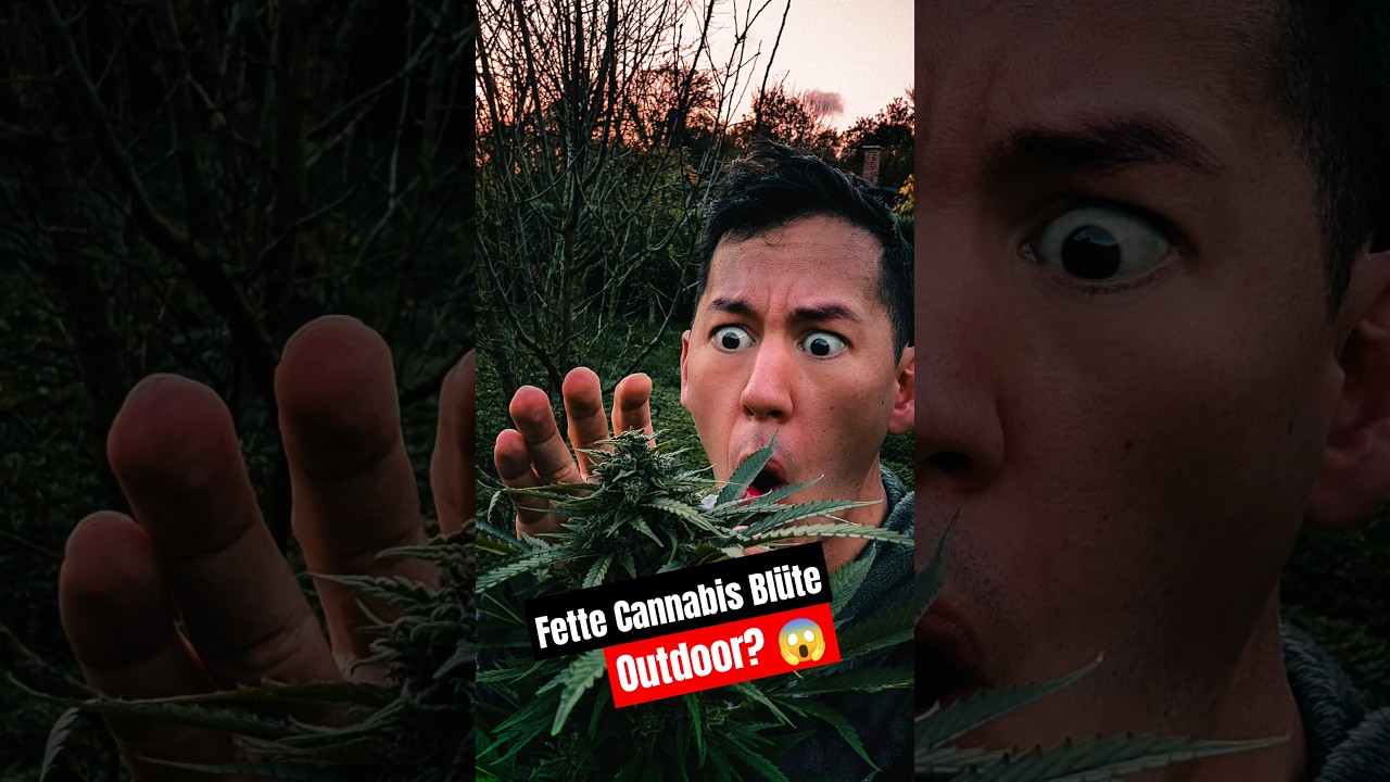 😱 So fett ist meine Cannabis Bl&uuml;te im November!
