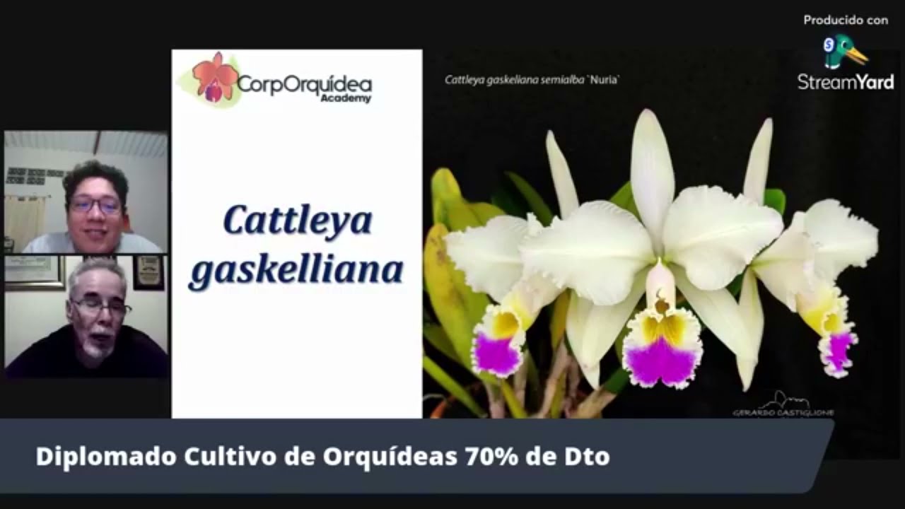 Cattleya gaskelliana- Cultivo y aspectos sobre  su manejo con Gerardo Castiglione