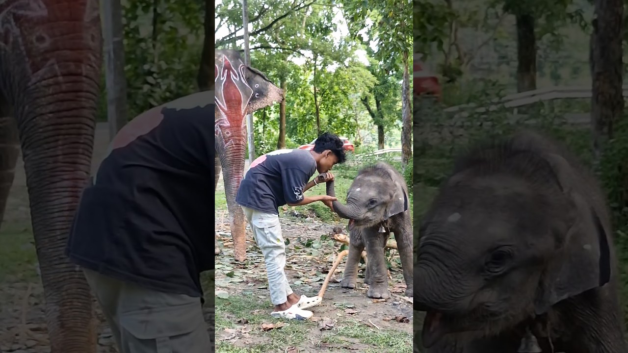 cute baby elephant 🐘 😍