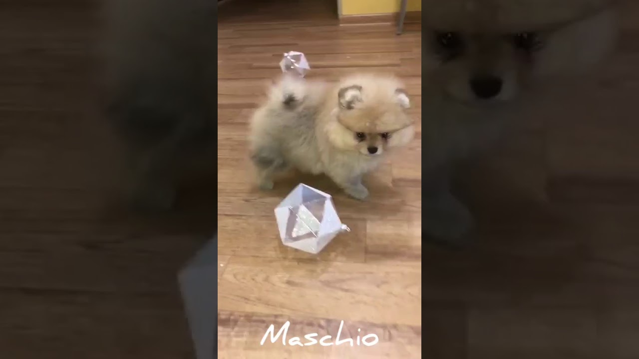 Cuccioli Volpino Pomerania Toy maschi in vendita video 2