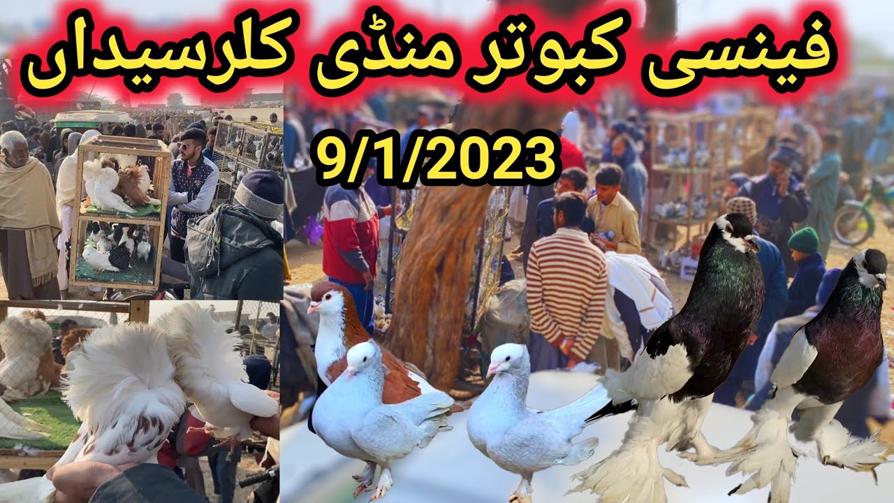 Fancy Pigeon Market Kallar Syedan | Latest Update Fancy Kabootar Price | 9/12/2024 | Kabutar Bazar !