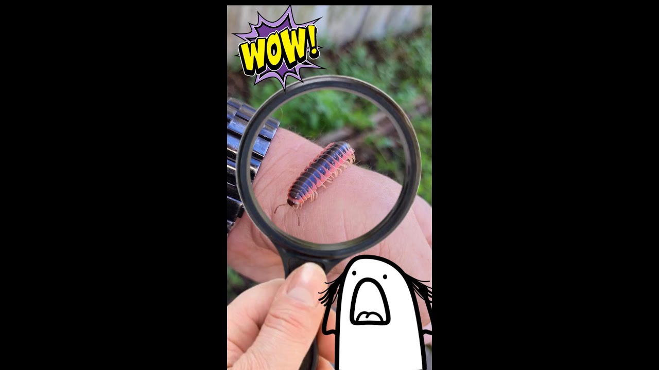 Flat-backed Millipede VS Me! 😮 