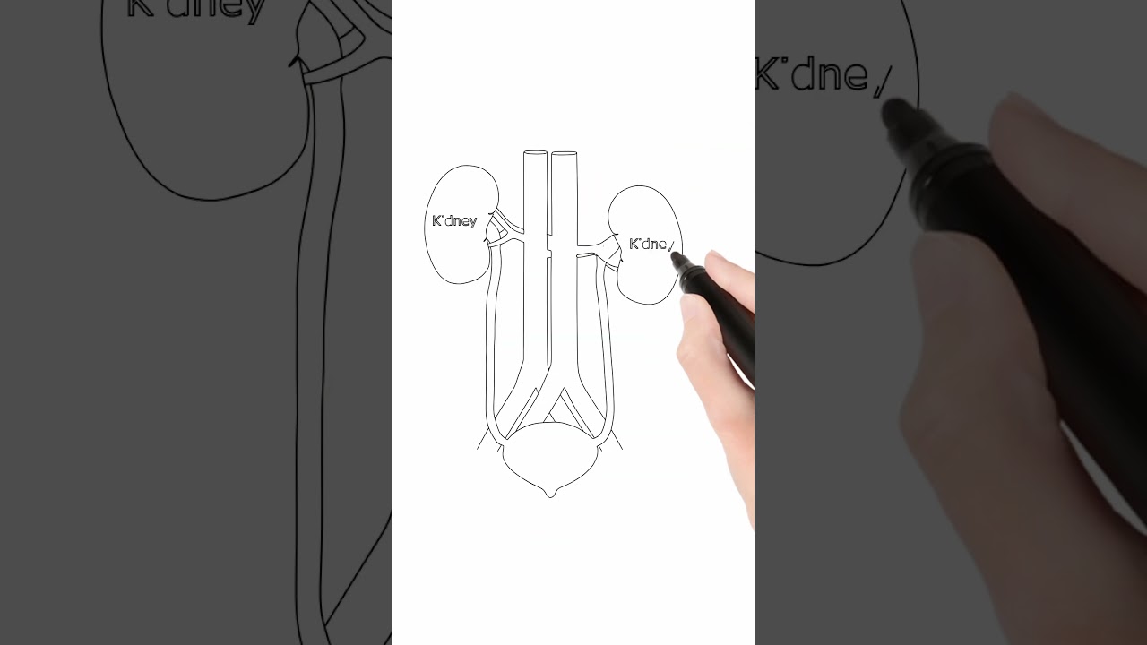 Human Urinary system | Kidney | Urine 