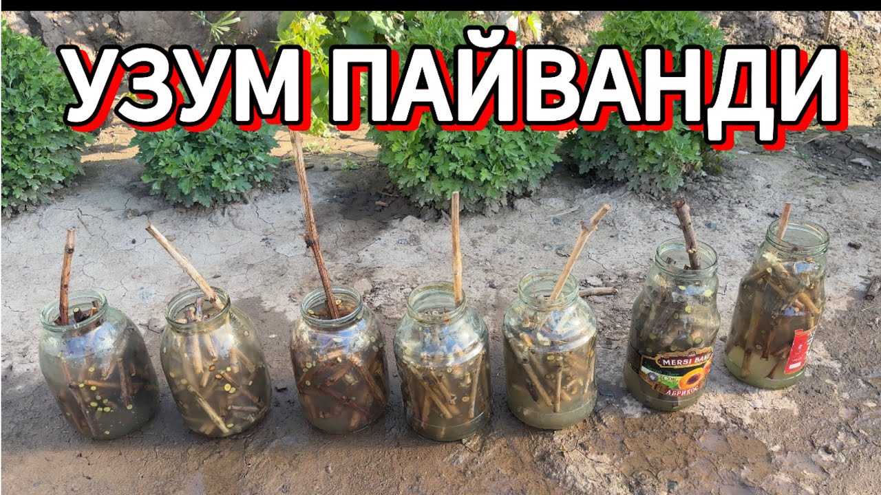 Узум Пайванд килиш