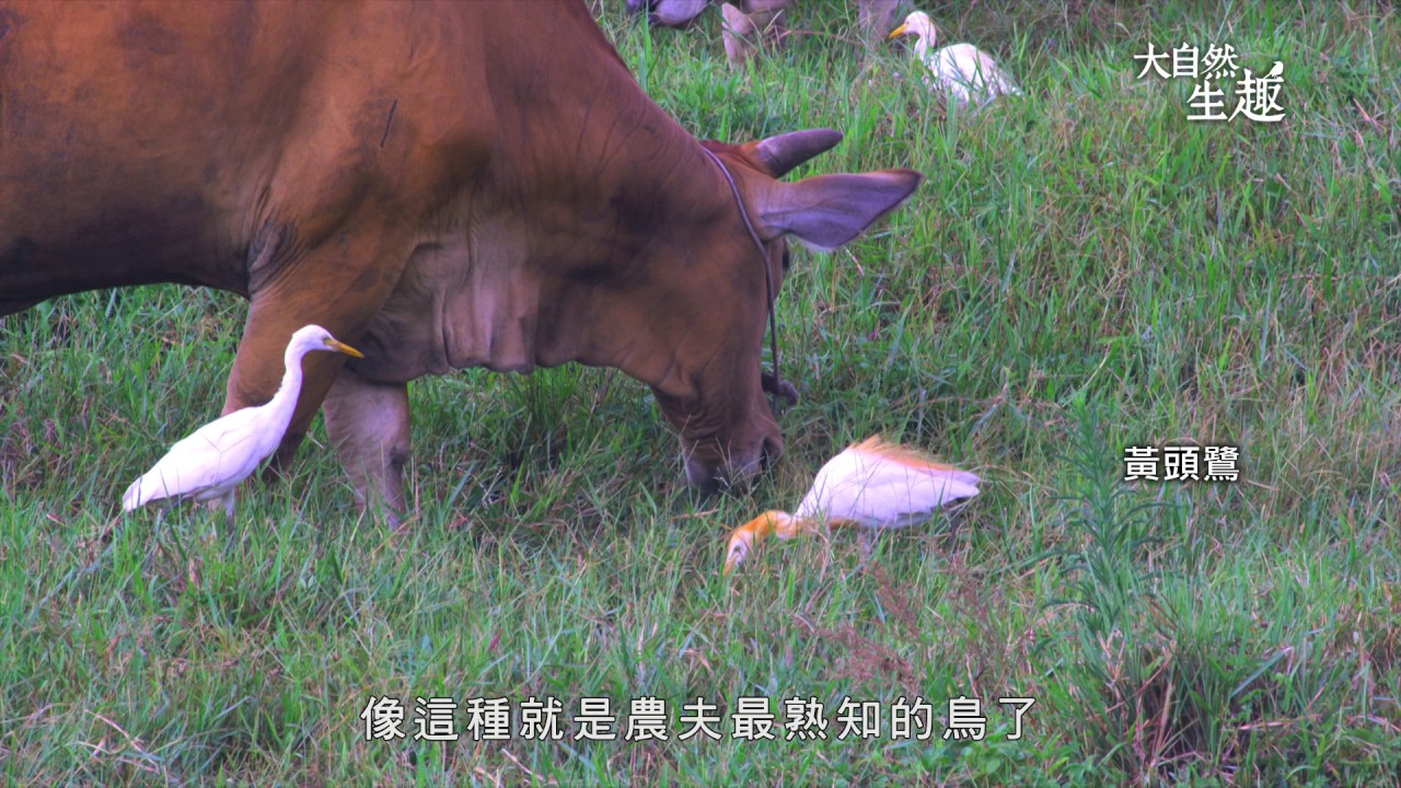 《大自然生趣》 EP36：最愛吃魚的--鷺鷥