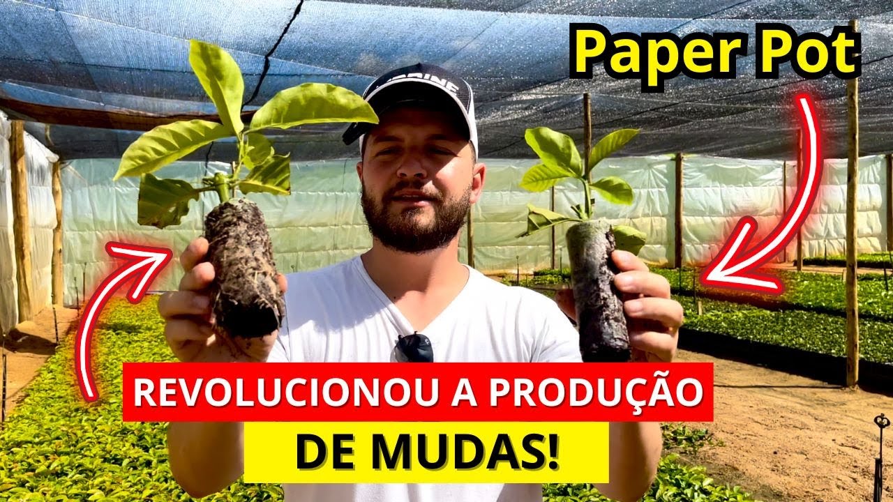 Viveiro de Mudas de Café Conilon | Como Produzir mudas de Café Clonal - Tecnologia Paper Pot.