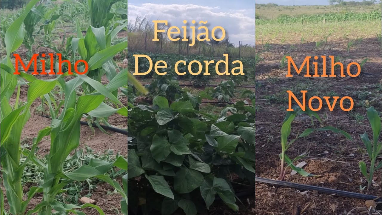 Como estão os plantio de milho e feijão dê corda/mas chuva chegando.