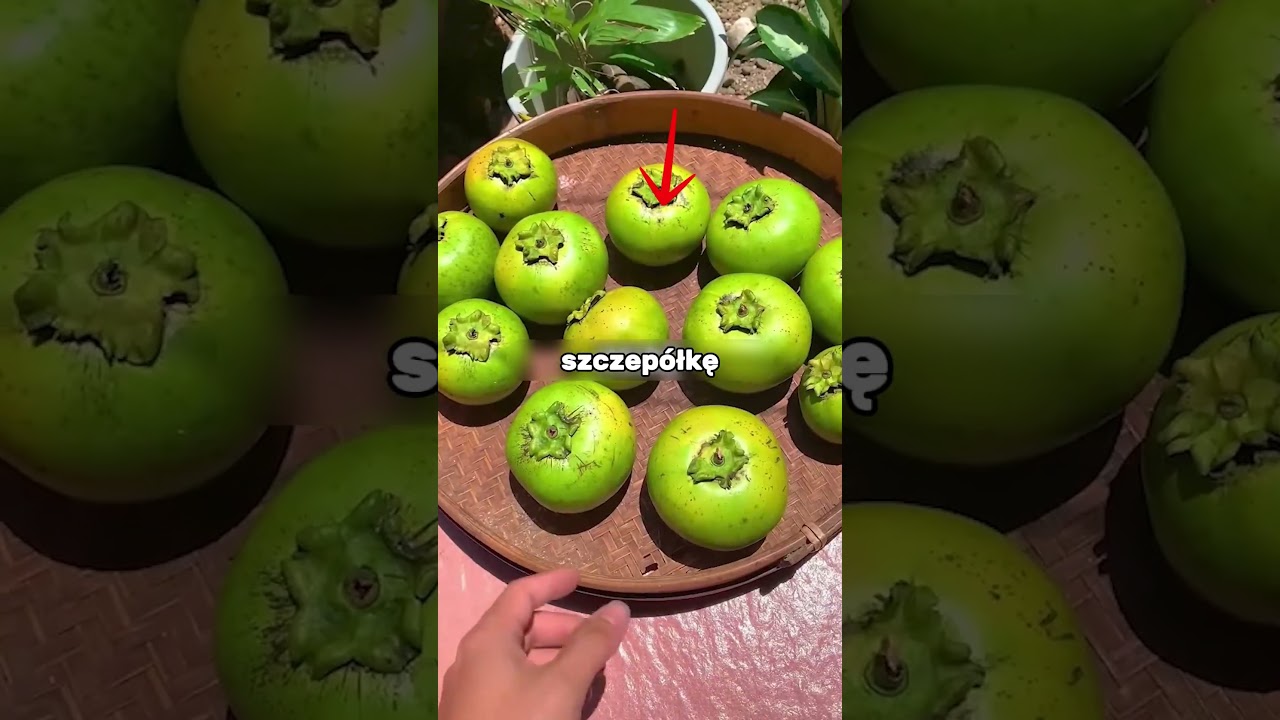 TEN OWOC WCALE NIE JEST ZGNIŁY🍍😲
