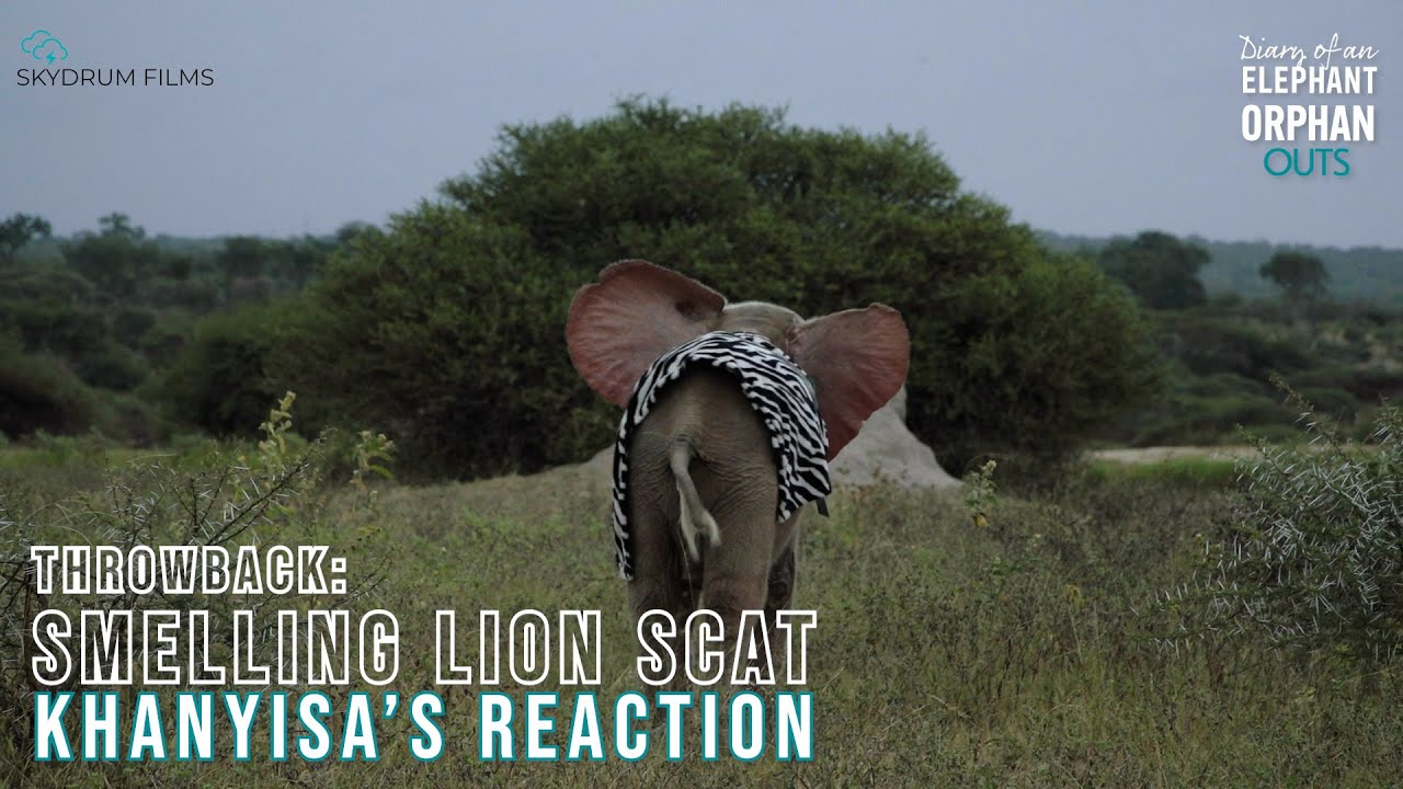 Flashback: Khanyisa smells & reacts to lion scat for the first time #elephantdocumentary