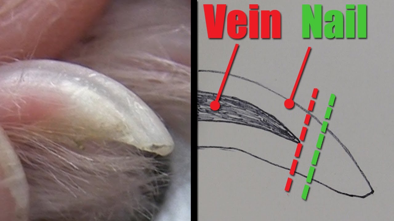 How To Clip Your Dog's Nails SAFELY & EASILY