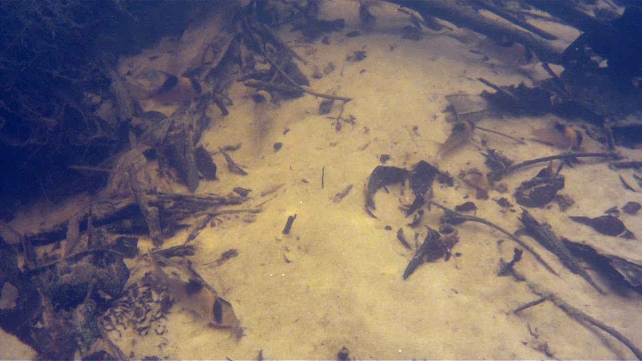 Corydoras burgessi