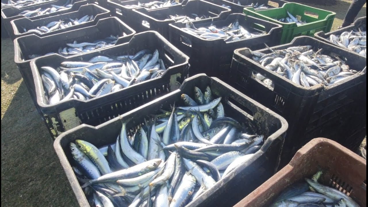 True North Fishing: 2021 Sardines have arrived in KZN. Port Edward