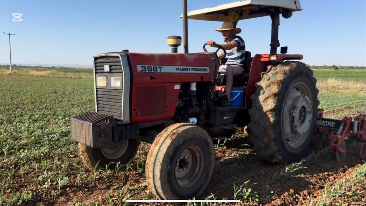 Massey Ferguson 398 ile mısırlara acil çapalama🔥🔥🔥