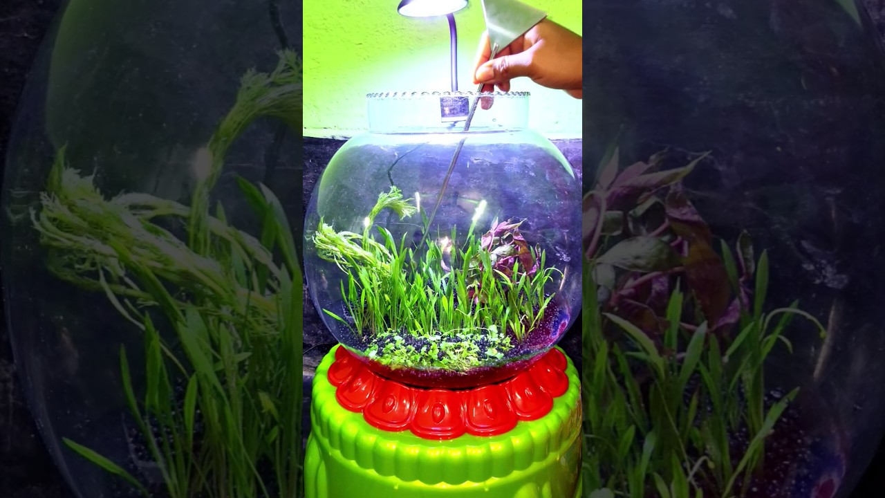 Low Tech Planted Bowl Setup🐟 #aquarium #aquariumsetup #plantedtank
