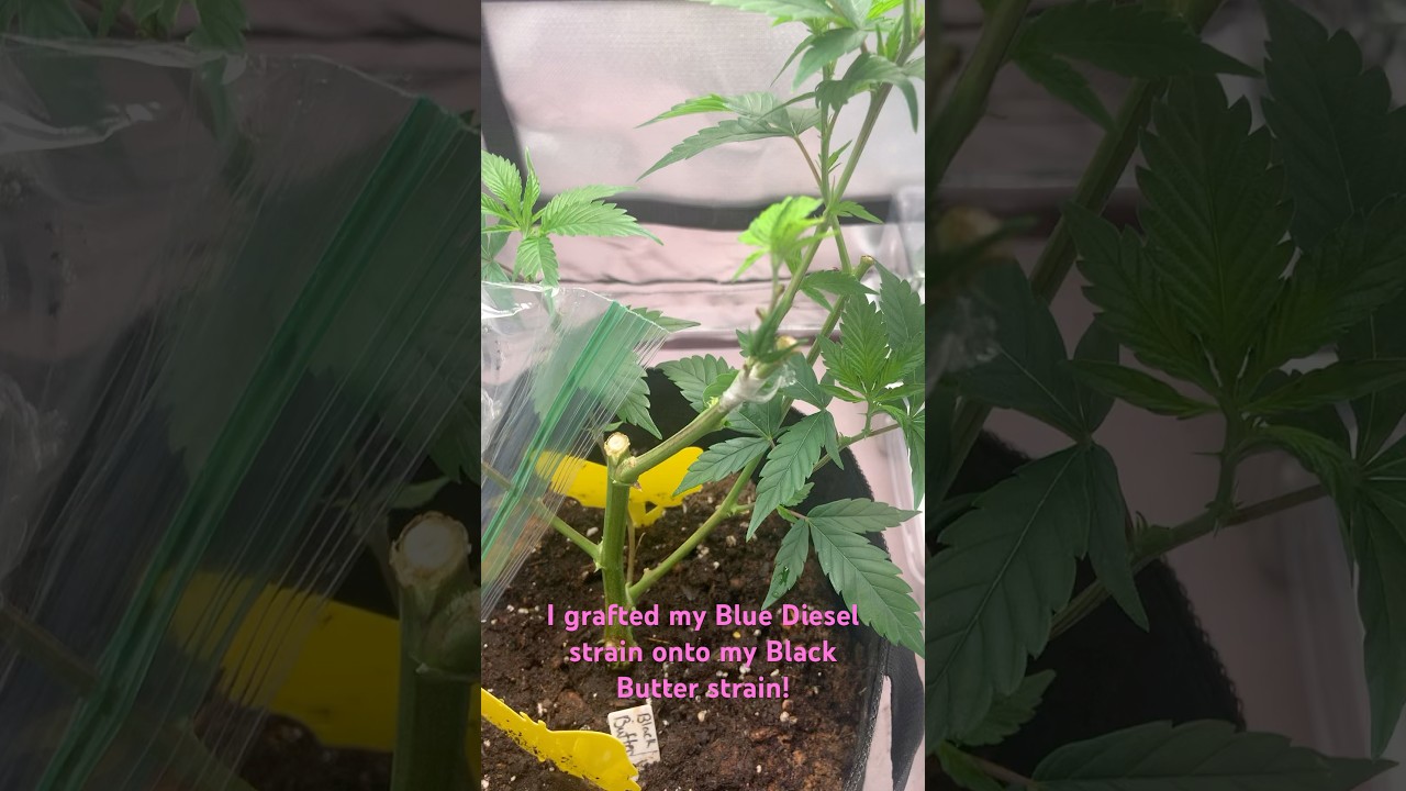 Grafted my favorite cannabis strains ! #grafting #cannabiseducation #plants #trending #organic #420