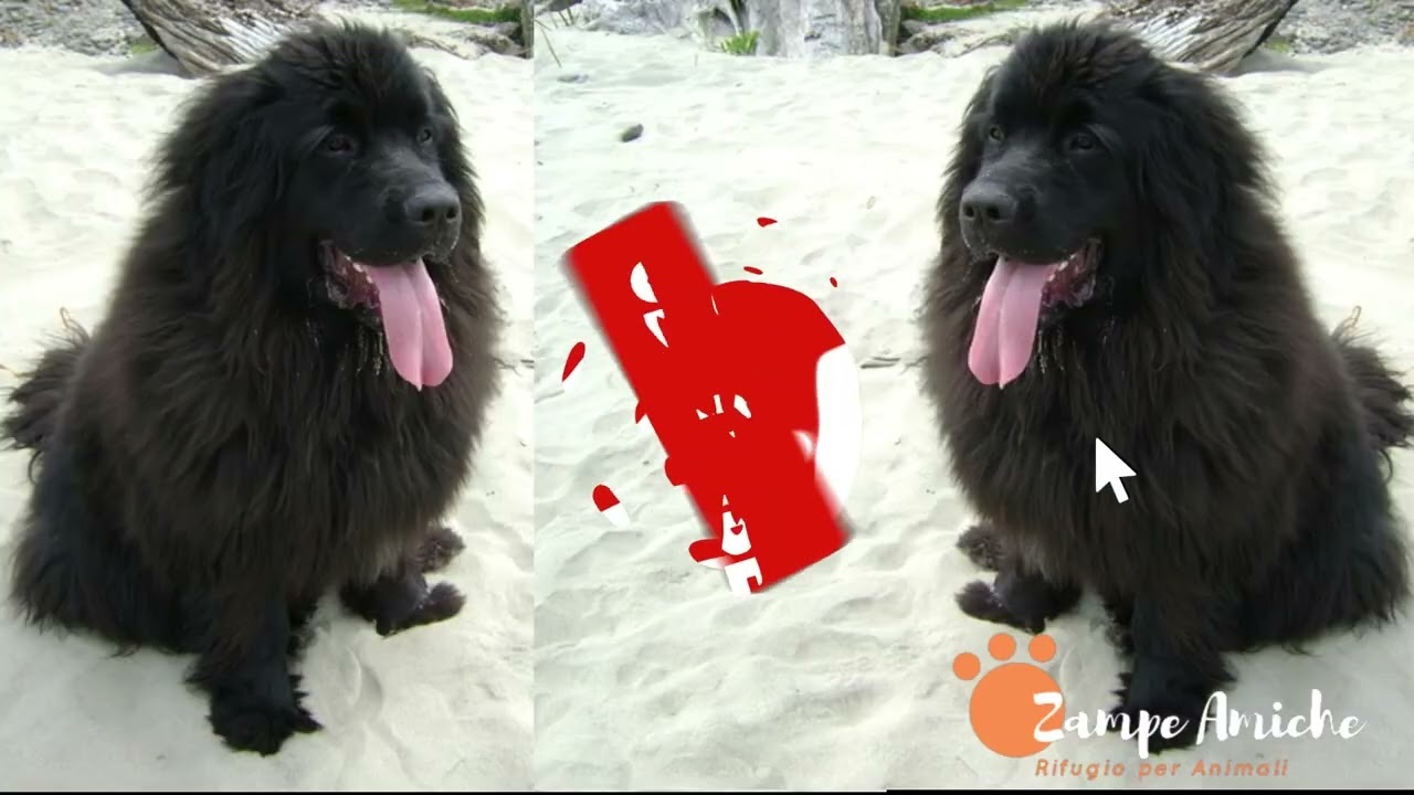 Terranova  Gentile Gigante con un Cuore d'Oro  👉 Scopri Tutto Qui!