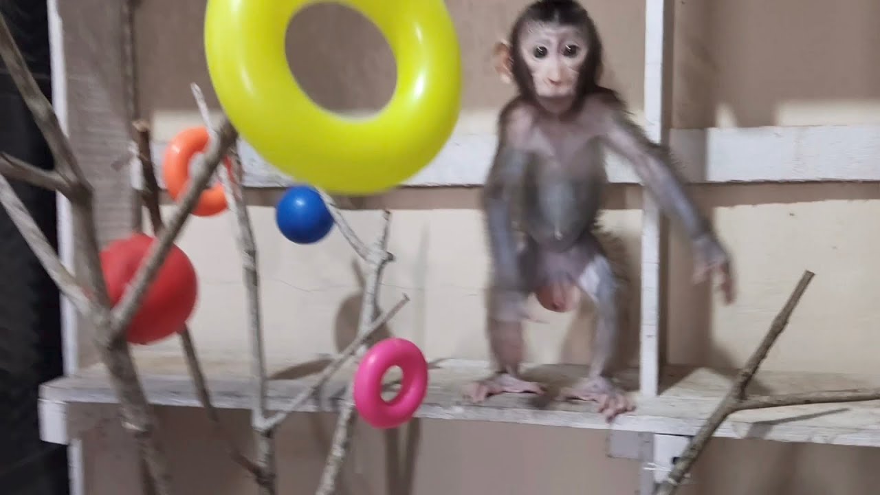 WOW😱It turns out the baby monkey Boni is very powerful