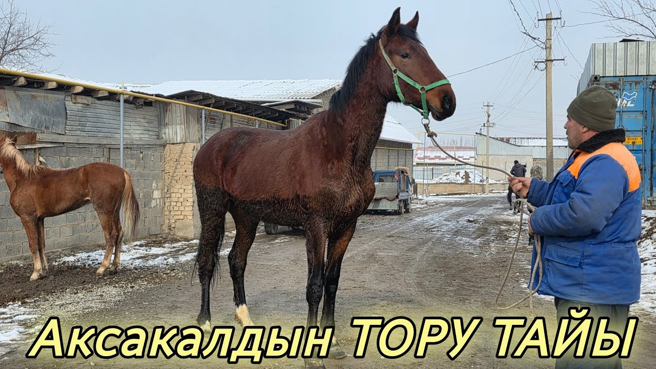 Аксакалдын тору тайы чыкты
