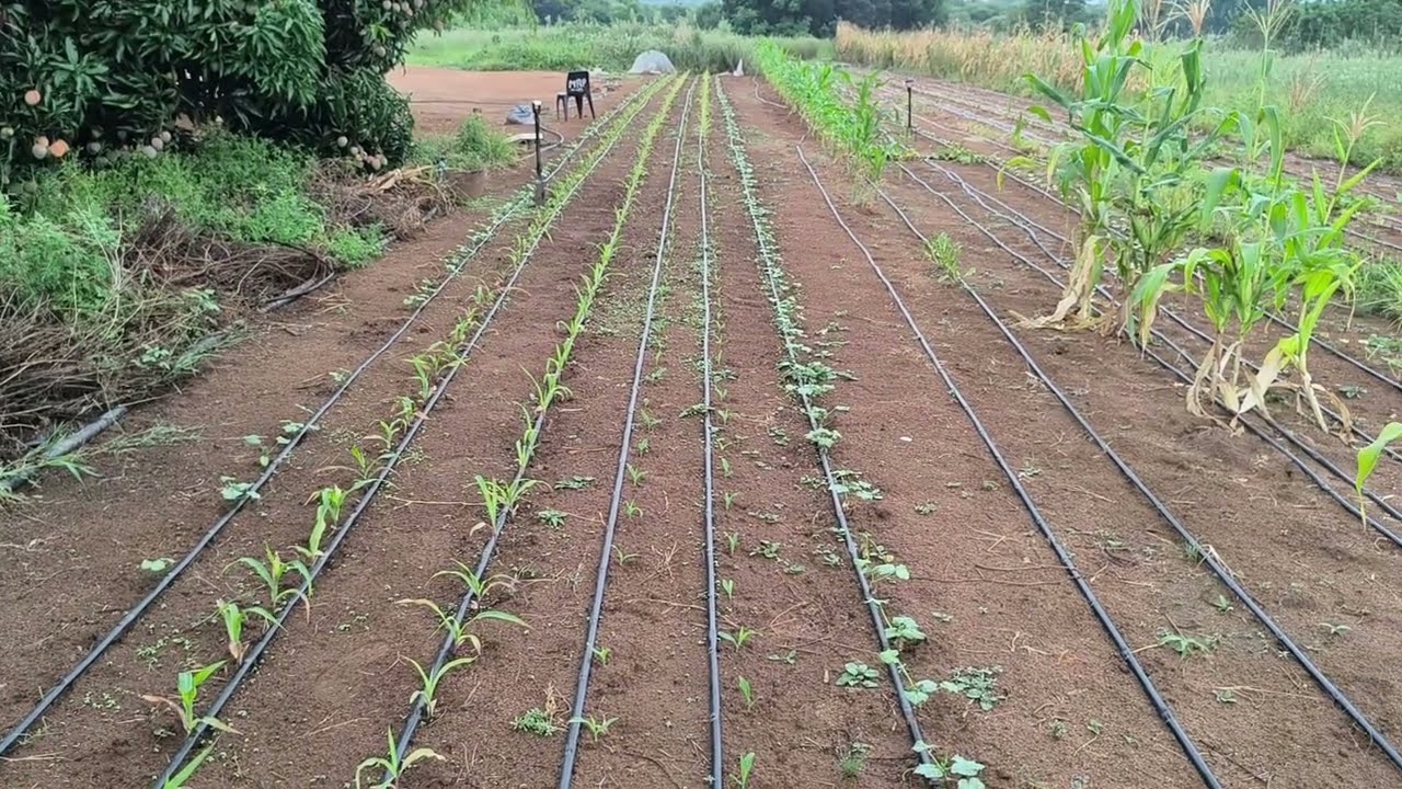 Garden Restart. Butternuts and Maize. Strength to farmers who lost crops due to persistent rainfall.