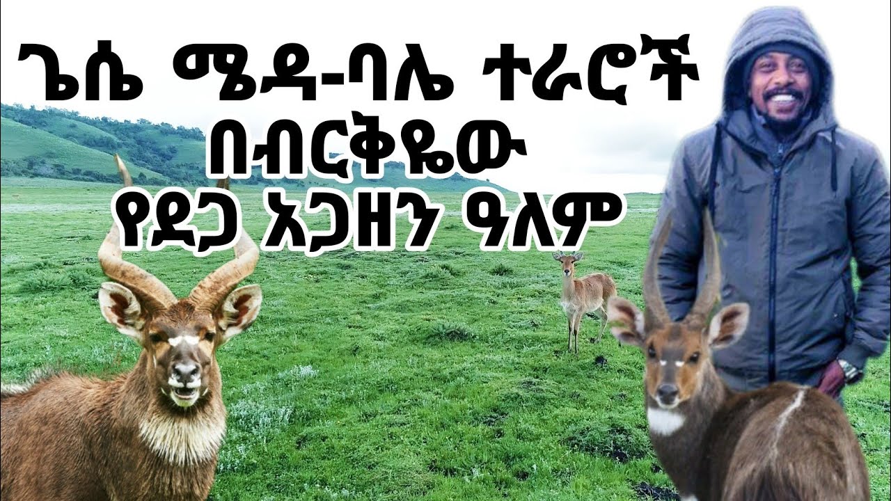 ጌሴ ሜዳ-ባሌ ተራሮች፤ በብርቅዬው ደጋ አጋዘን ዓለም #ጉዞ_ኢትዮጵያ #ባሌ #guzoethiopia #ዲንሾ #balemountains #mountainnyala
