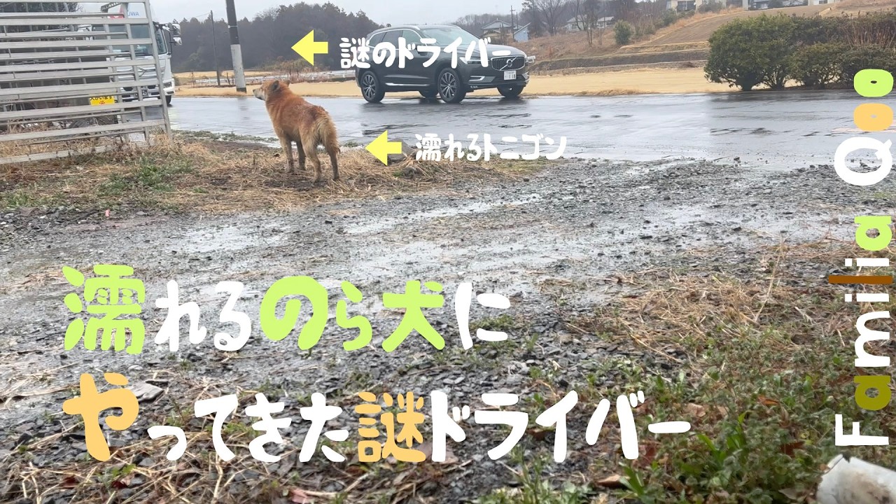 濡れるのら犬にやってきた謎ドライバー【M.ダックスと近所ののら犬】