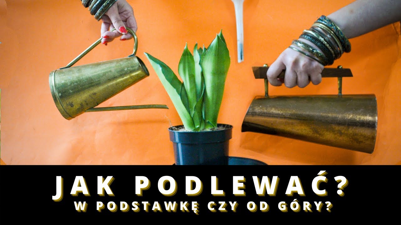 Jak PRAWIDŁOWO PODLEWAĆ rośliny doniczkowe? Podlewanie roślin od góry czy dołu, w podstawkę?