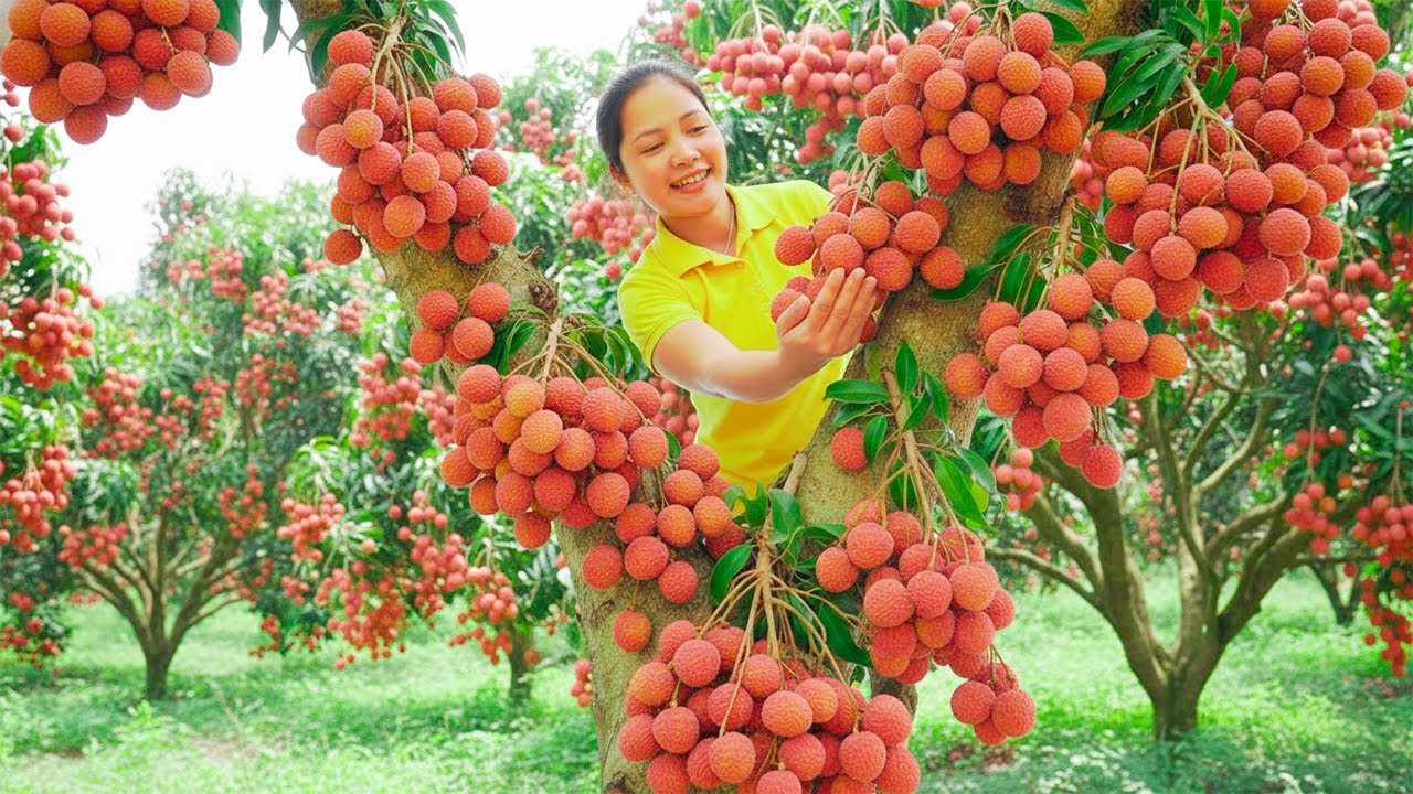 Hanna Harvest Lychee - A Massive Harvest for the Traditional Market to Sell