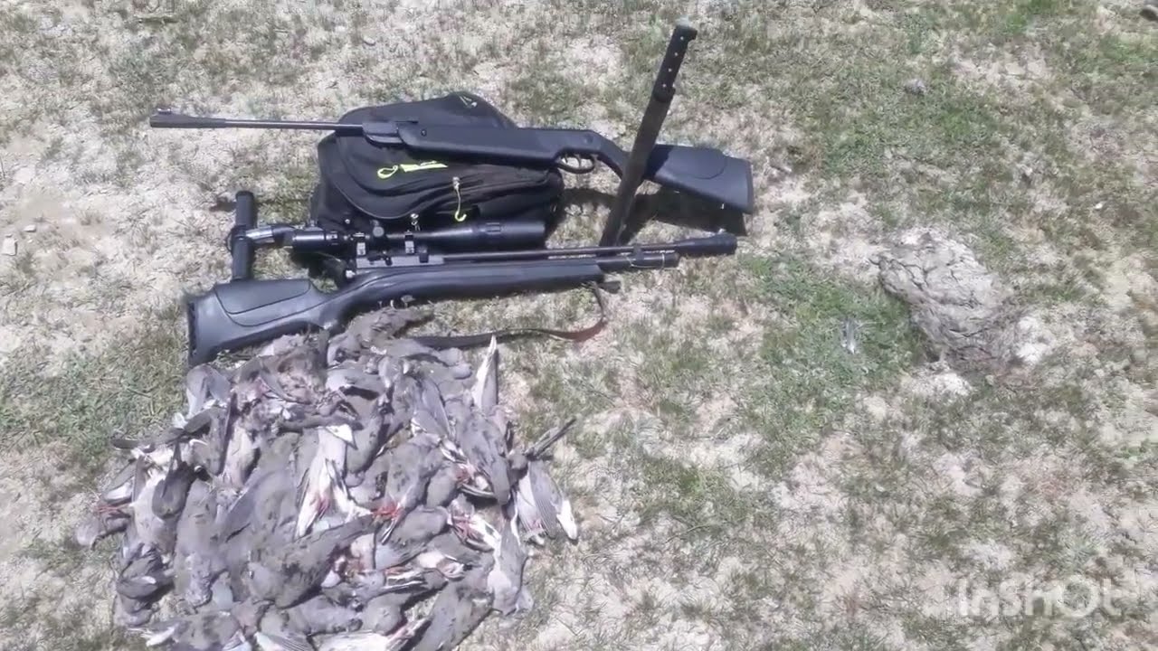 ca&ccedil;ada de avoantes na bebida com a beeman 1336 slug 23 grs