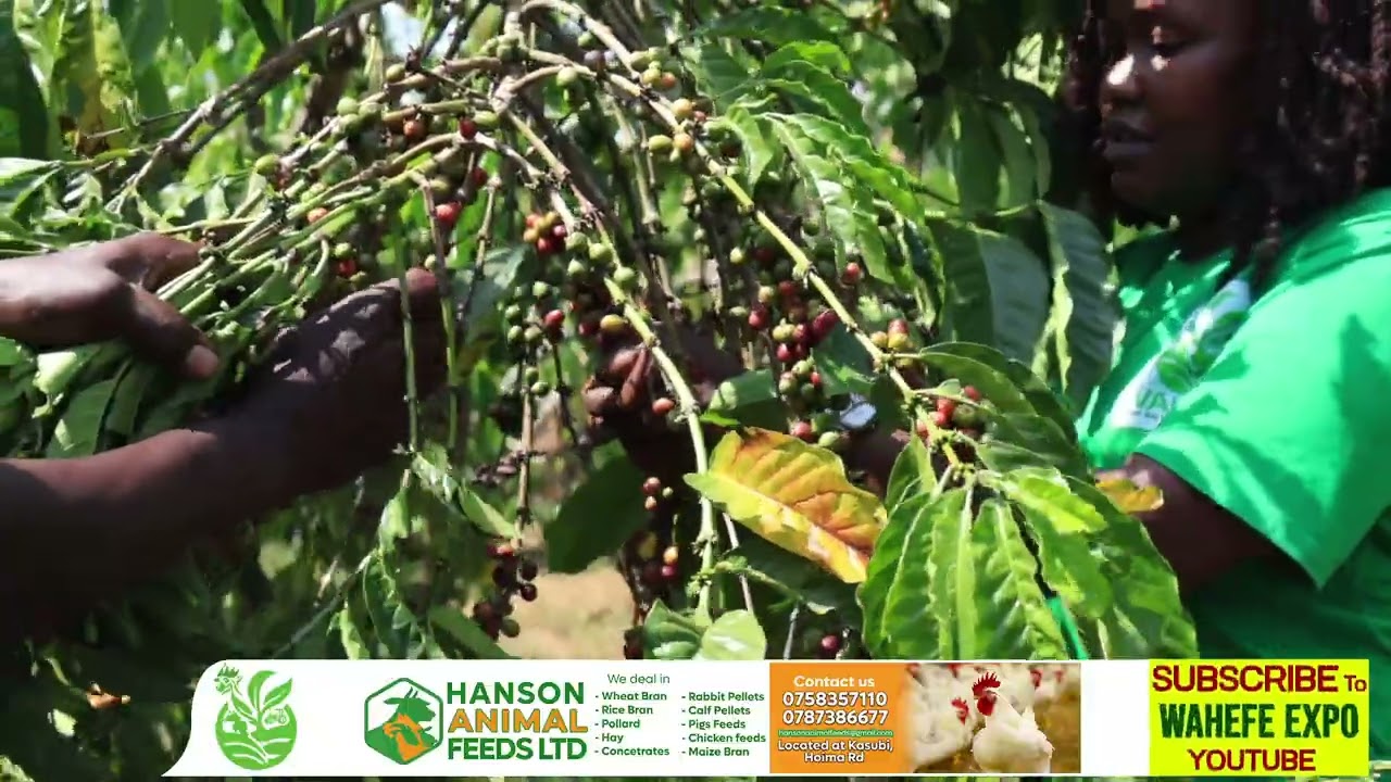 The Power of Proper Coffee Harvesting and Solar Drying, From Cherry to Quality