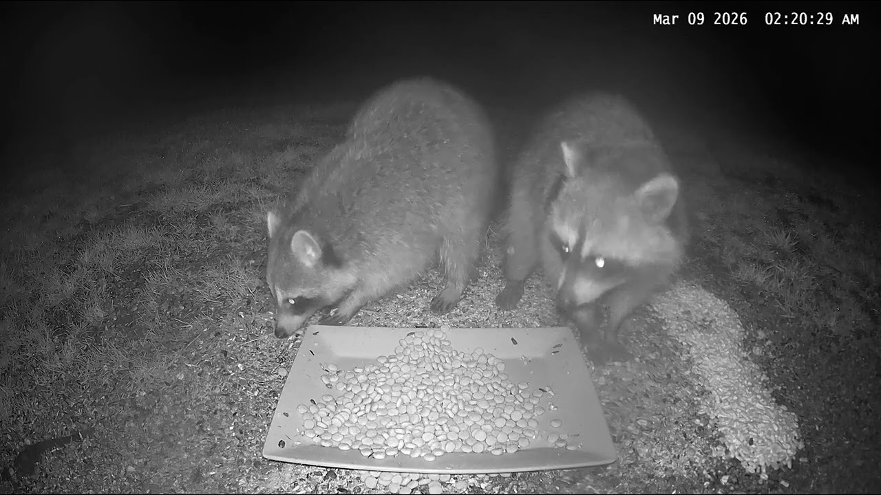 Raccoons