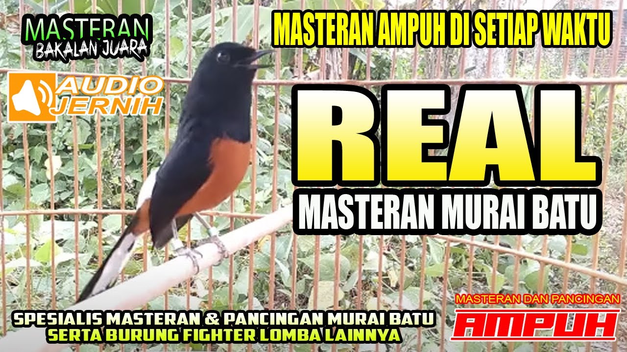 MASTERAN AMPUH MURAI BATU BAHAN✅✅CEPAT RESPON ❤❤
