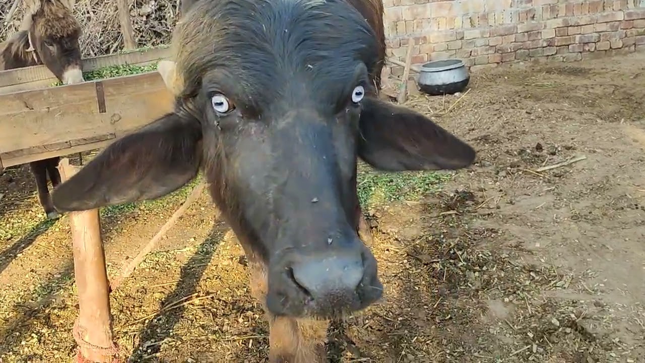 VillageLife #Animals #Buffalo #Cow #Goat #Farming #Livestock #VillageVlog #Nature #DomesticAnimals#