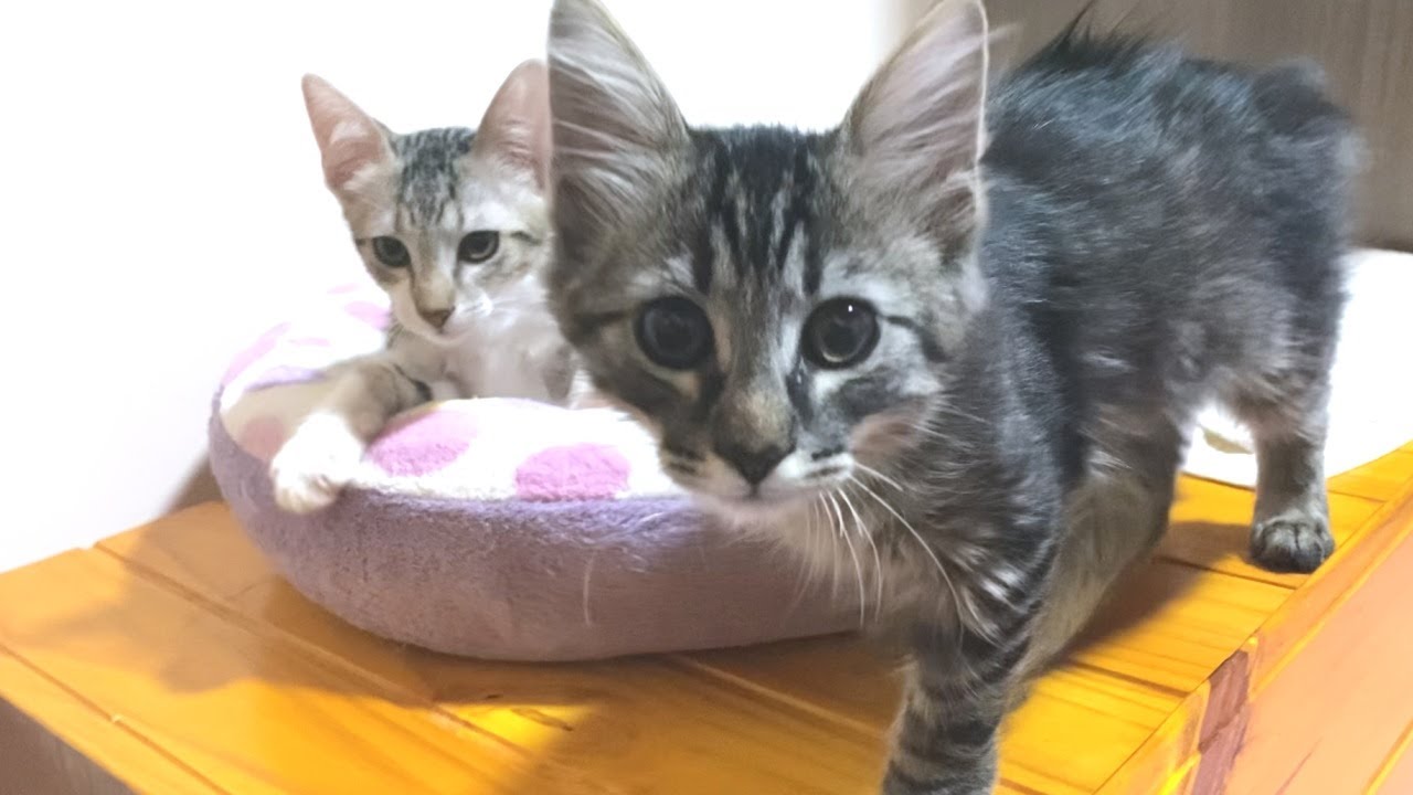 Милые котята балуют меня после паузы до распознавания лиц... lol.