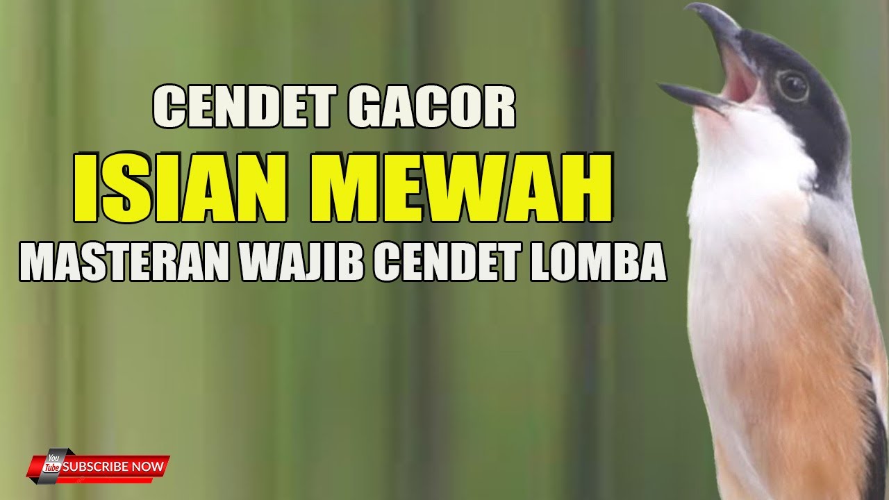CENDET GACOR ISIAN MEWAH MATERI GANTANGAN COCOK UNTUK BURUNG BAHAN CALON JUWARA