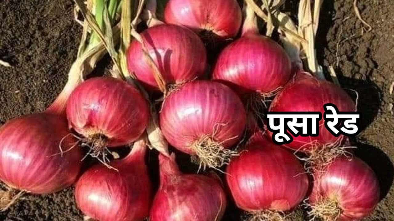 Top Onion Verityes//onion farming//pyaj ki best unnat kisame//pyaj ki kheti#onion #pyaj