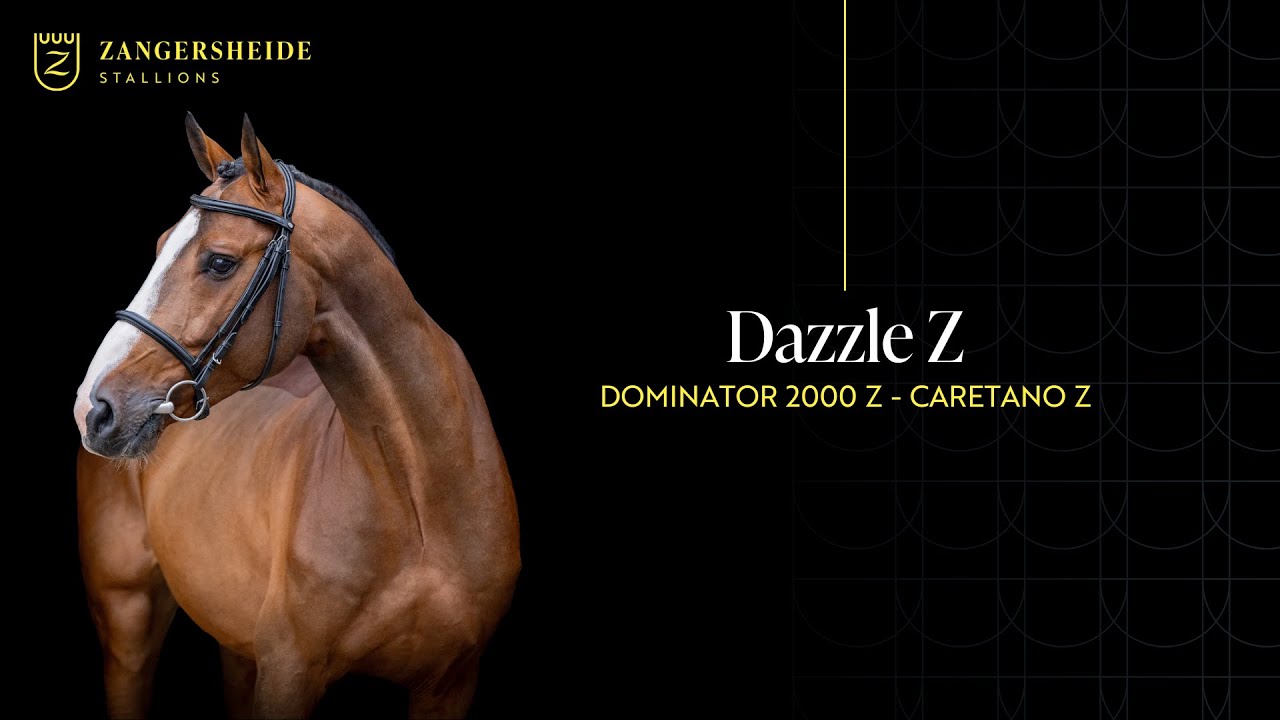 Dazzle Z - Stallion Presentation 2025 ENG