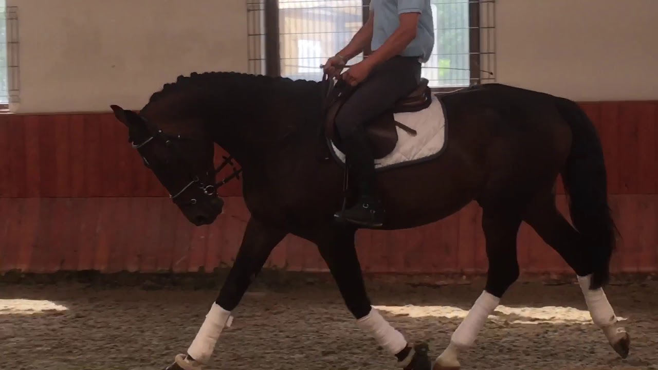 Borisz 6y oldenburger stallion (Jalisco B x Ramiro)