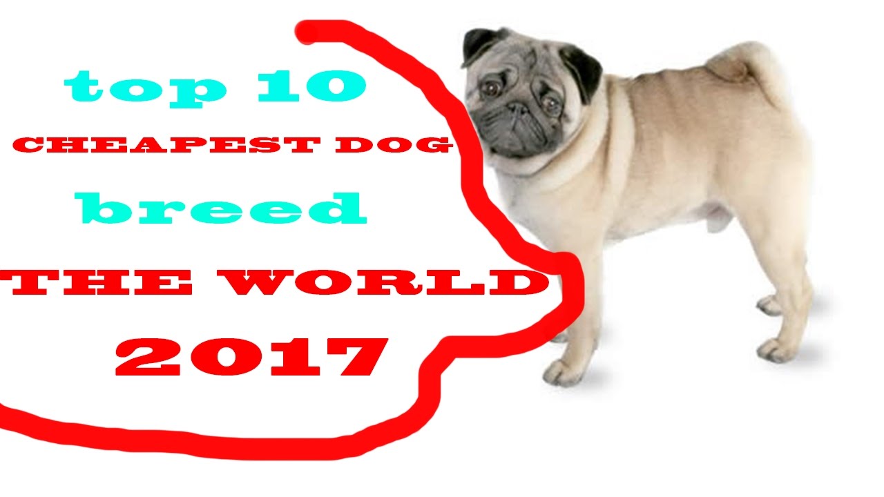 Top 10 Cheapest Dog Breeds In The World 2017