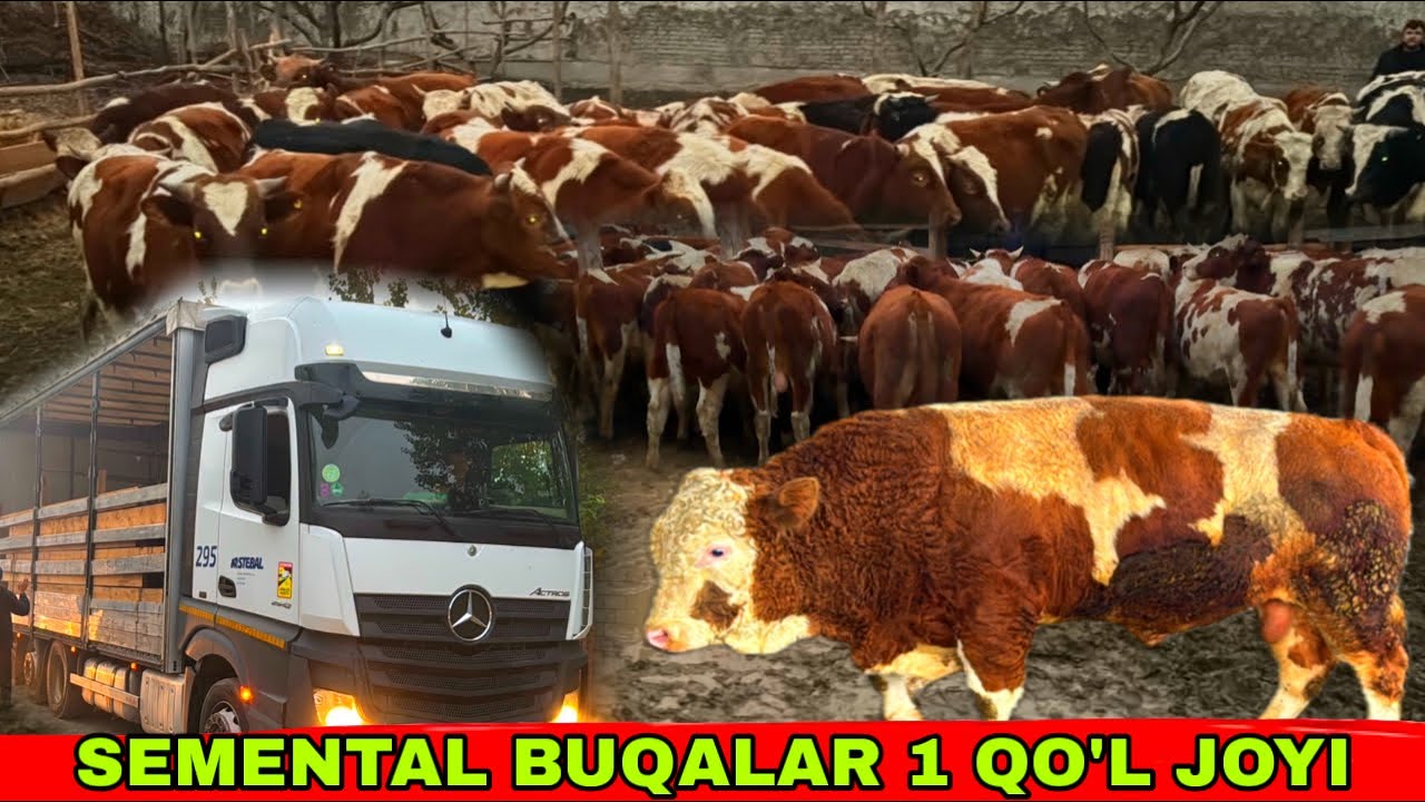 SEMENTAL BUQALAR OPTOM JOYI 1 QO&rsquo;L👍👍👍15 декабря 2025 г.