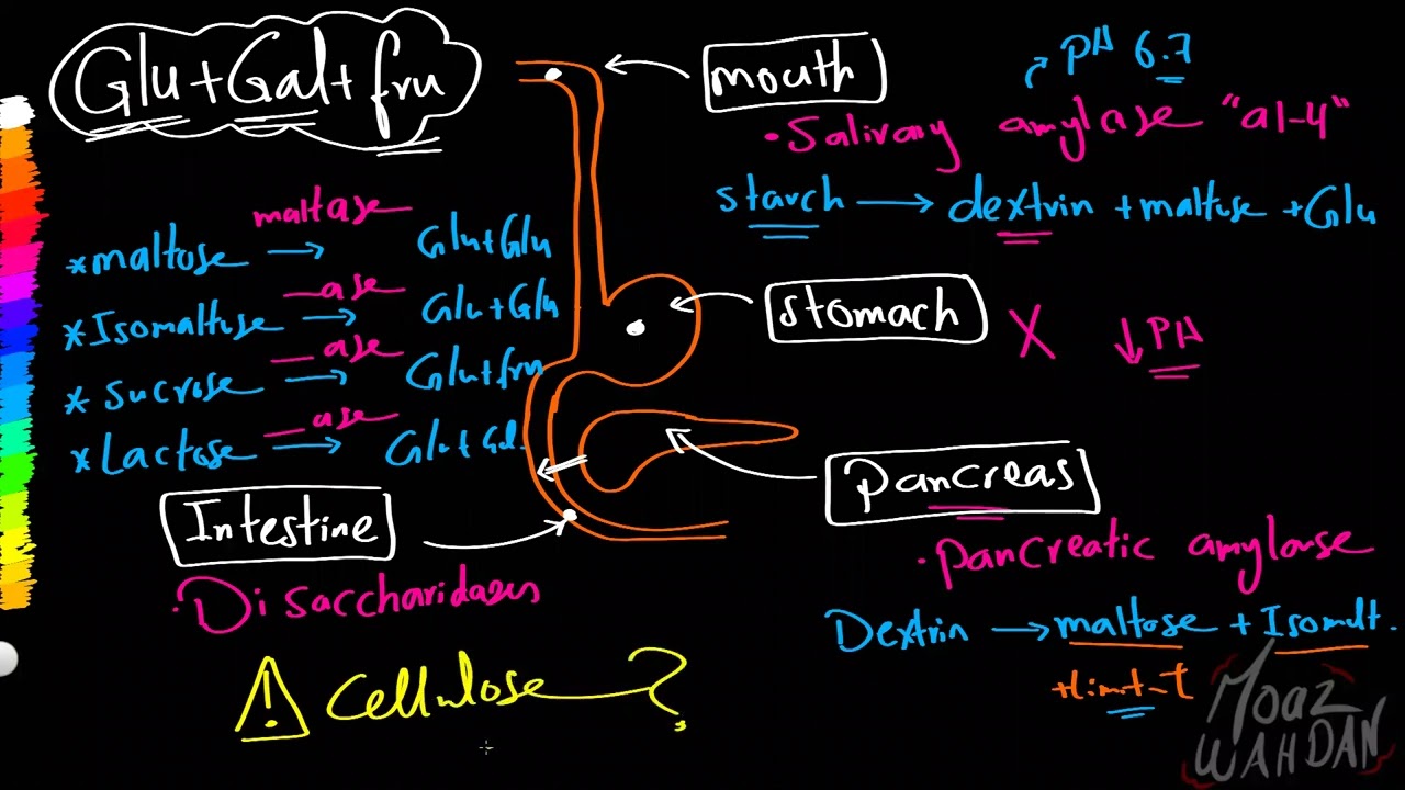 08 Carbohydrates Digestion   Absorption    Moaz Wahdan