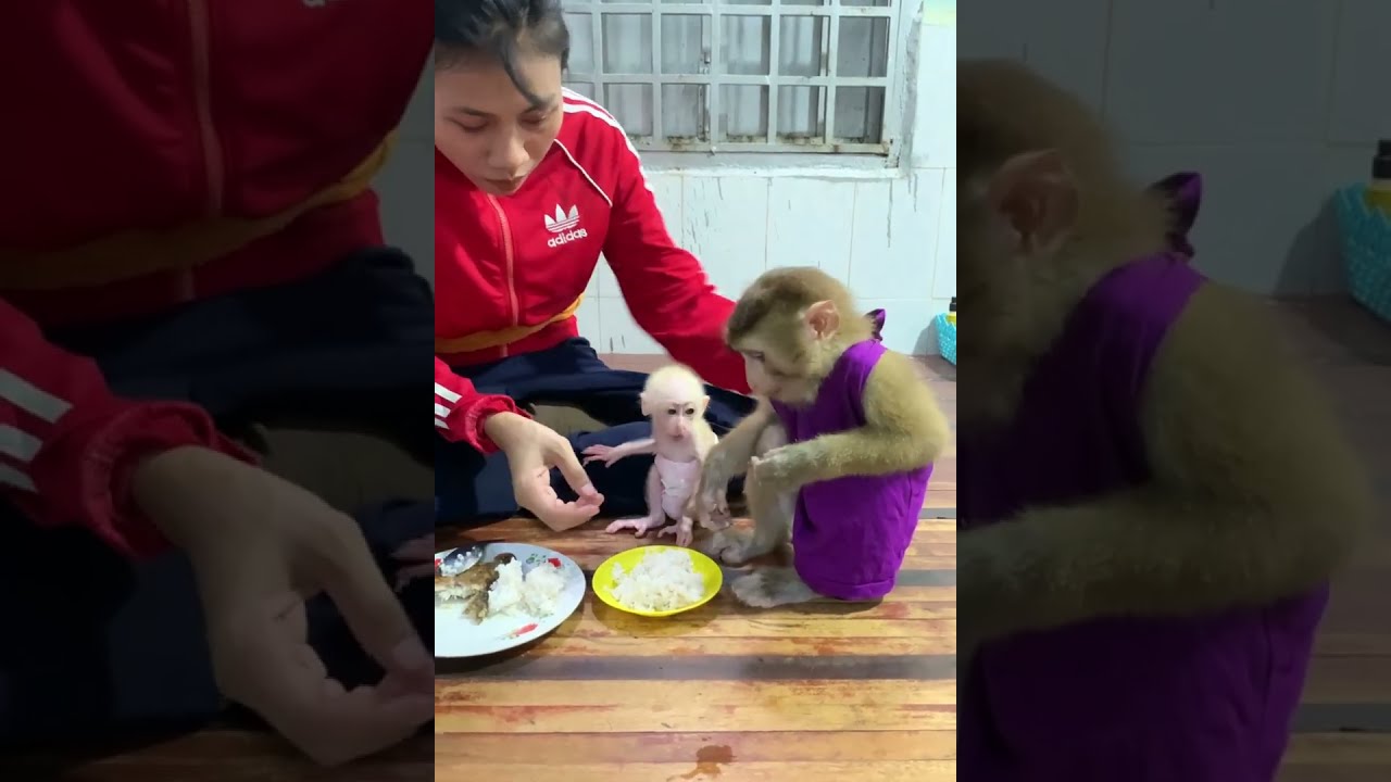 Baby Monkey Joins Big Sister for Dinner 🐒🍽️ | Cute Family Eating Time