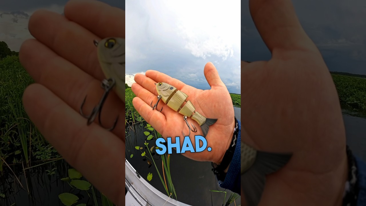 the BABY BULL SHAD is UNSTOPPABLE 😳 #bassfishing #shorts