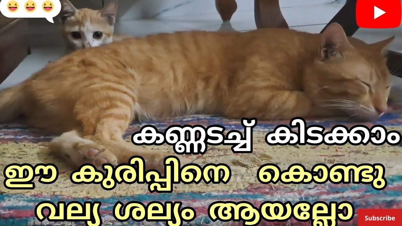ഈ കുരിപ്പിനെ കൊണ്ട് വല്യ ശല്യം ആയല്ലോ 