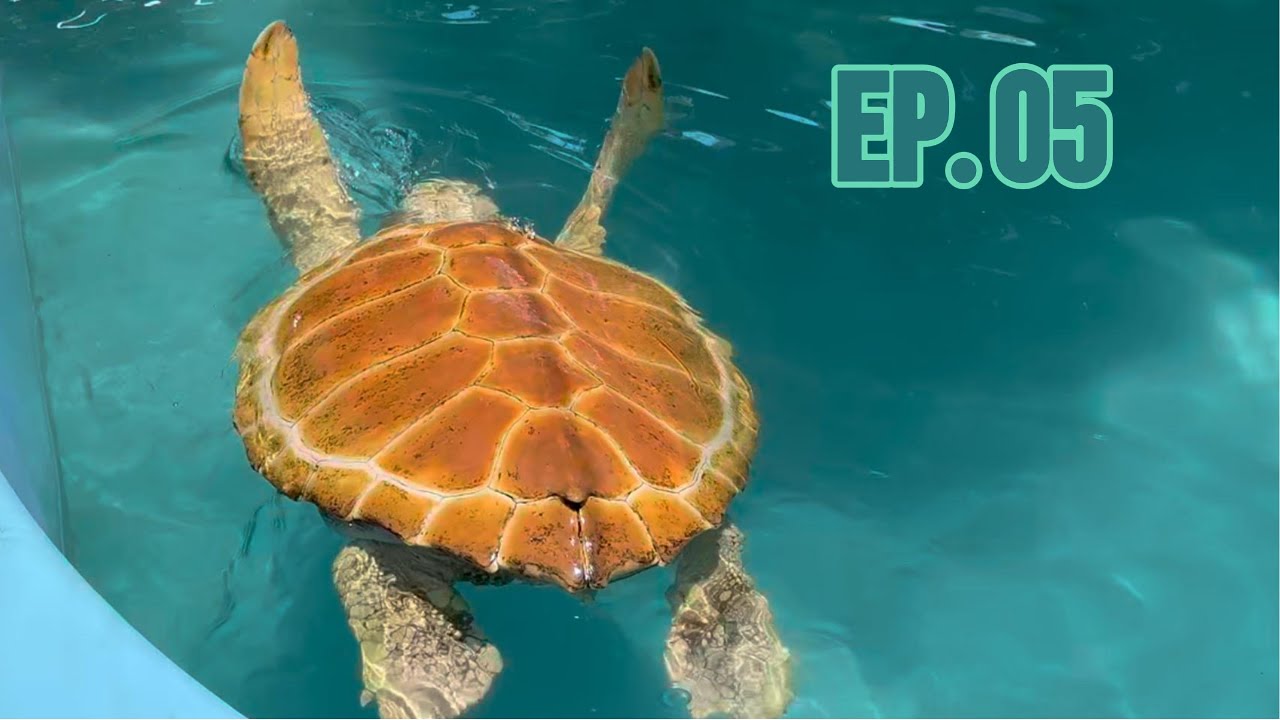 EP 05 - PRAIA DO FORTE (BA)
