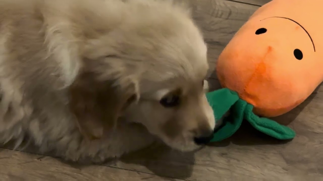 WOOF Its Soph! I Got New Toys Today!!! 🥕🐶 Do I Deserve Them?! Golden Retriever 🐾 